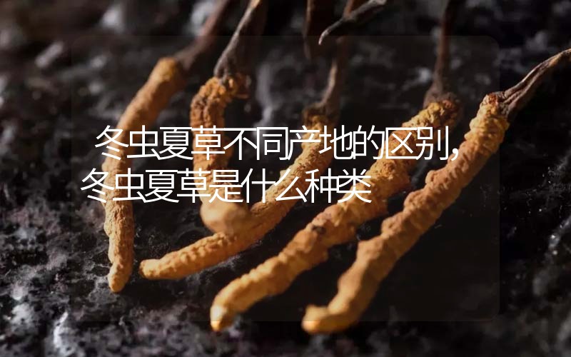 冬蟲夏草不同產(chǎn)地的區(qū)別，冬蟲夏草是什么種類