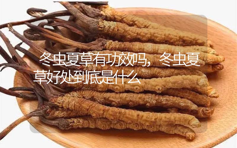 冬蟲(chóng)夏草到底有什么神奇作用?冬蟲(chóng)夏草好處到底有哪些？