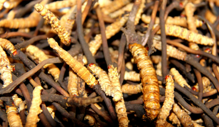 為什么鮮干草泡水味道香味淡，如何判斷冬蟲夏草是不是鮮干草？