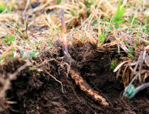 野生冬蟲夏草生長主要分為4個階段