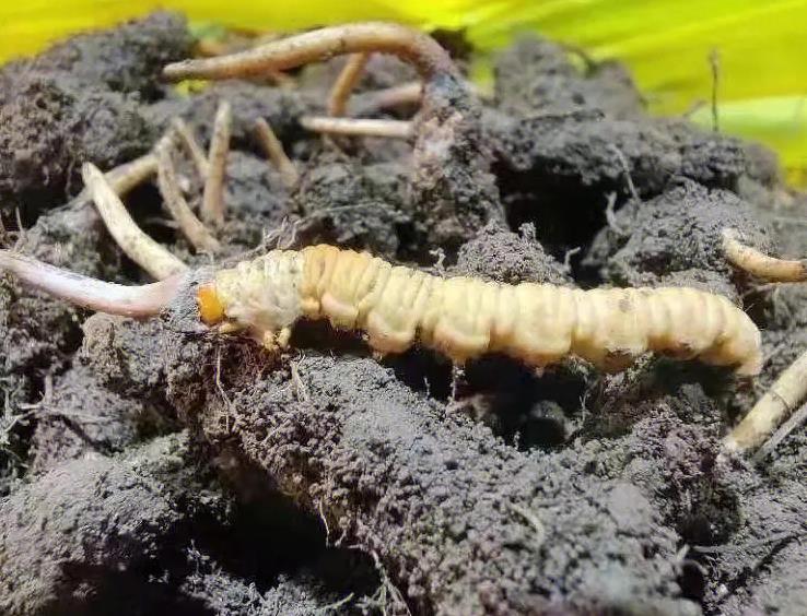 如何區(qū)分野生冬蟲夏草和人工種植蟲草