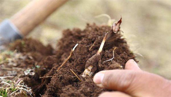 冬蟲夏草的生長環(huán)境和條件 年平均溫度在5℃以下