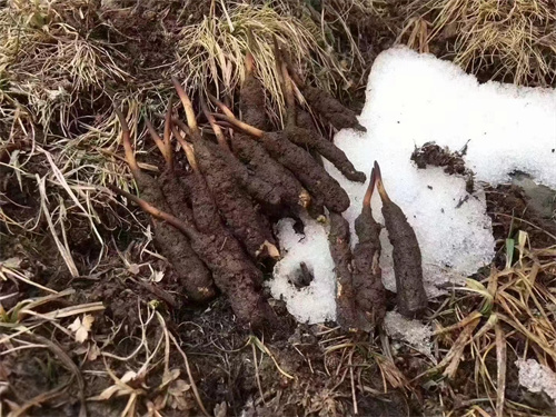 冬蟲夏草真的生長在雪山之巔嗎？揭秘其生長環(huán)境與獨(dú)特價值