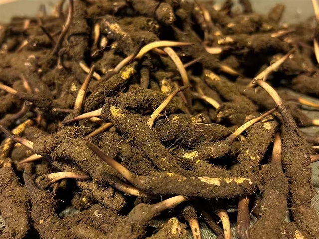 甘肅產冬蟲夏草嗎？冬蟲夏草的產地分布與特點