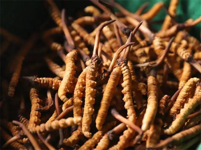 冬蟲(chóng)夏草和花茄子同吃的5種食用方法